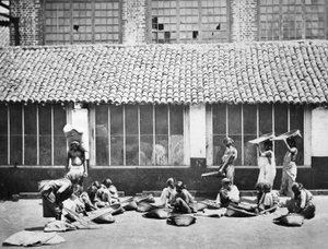 Limpeza e classificação de café, Colombo, 1870